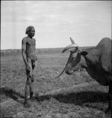 Fotografía de los años treinta de un hombre de pie junto a un buey de largos cuernos en una llanura