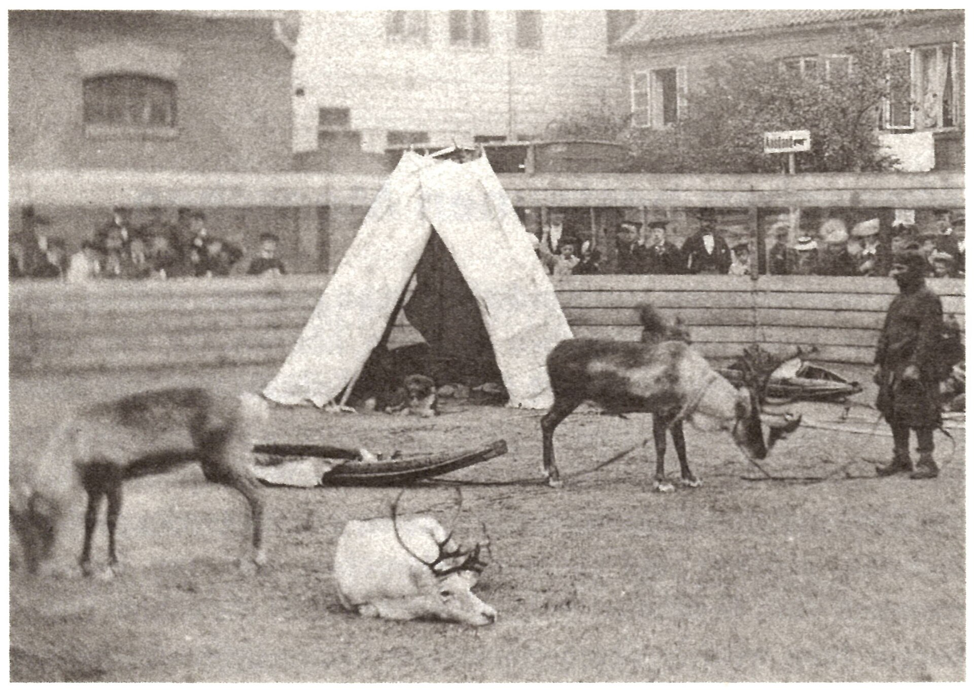 Fotografía de 1875 de un recinto con una tienda, renos y trineos, un hombre sámi a la derecha y un público de europeos con sombreros tras la valla