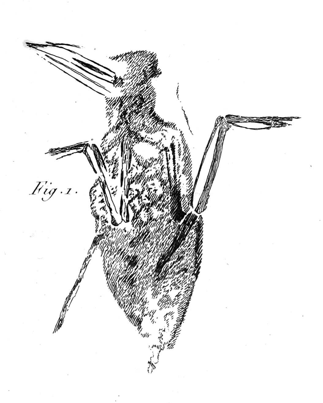 Grabado de Cuvier de 1812 con los huesos fósiles de un ave hallados en el yeso de Montmartre