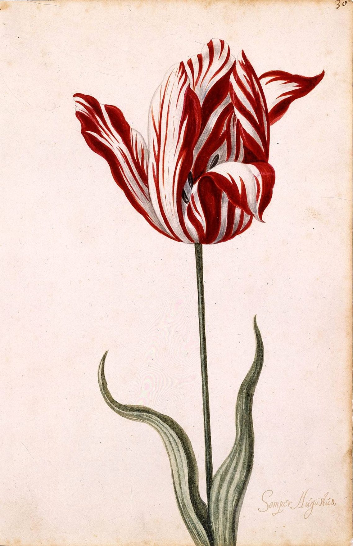 Acuarela del siglo XVII de un tulipán Semper Augustus, de pétalos blancos con llamas rojas, con el nombre caligrafiado