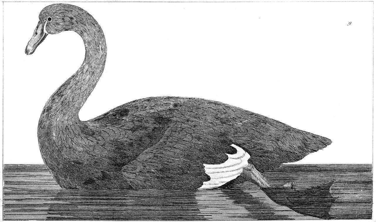 Lámina de un cisne negro nadando, grabada hacia 1800